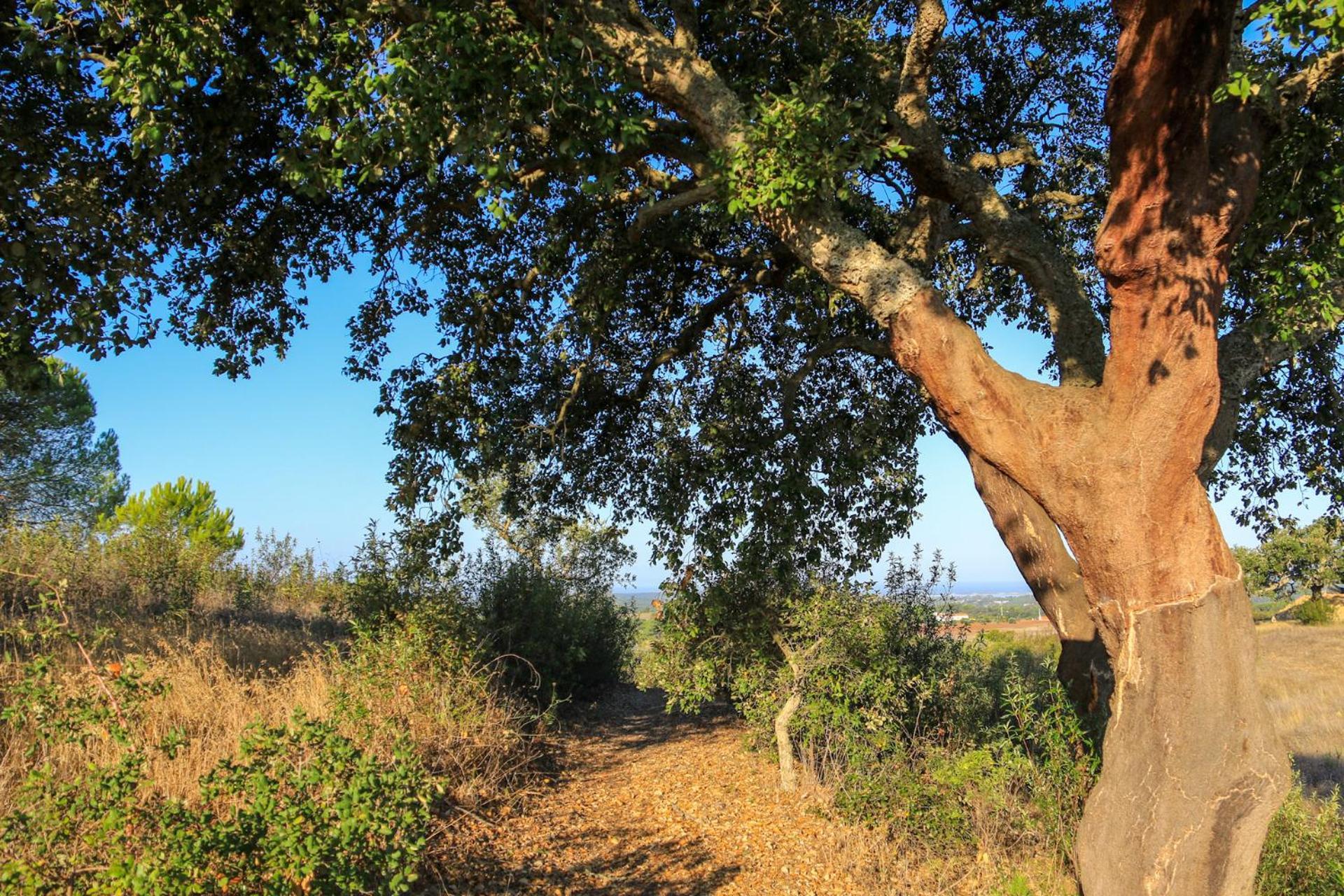 منزل الضيف Santiago do Cacém  في Monte Sardinha المظهر الخارجي الصورة
